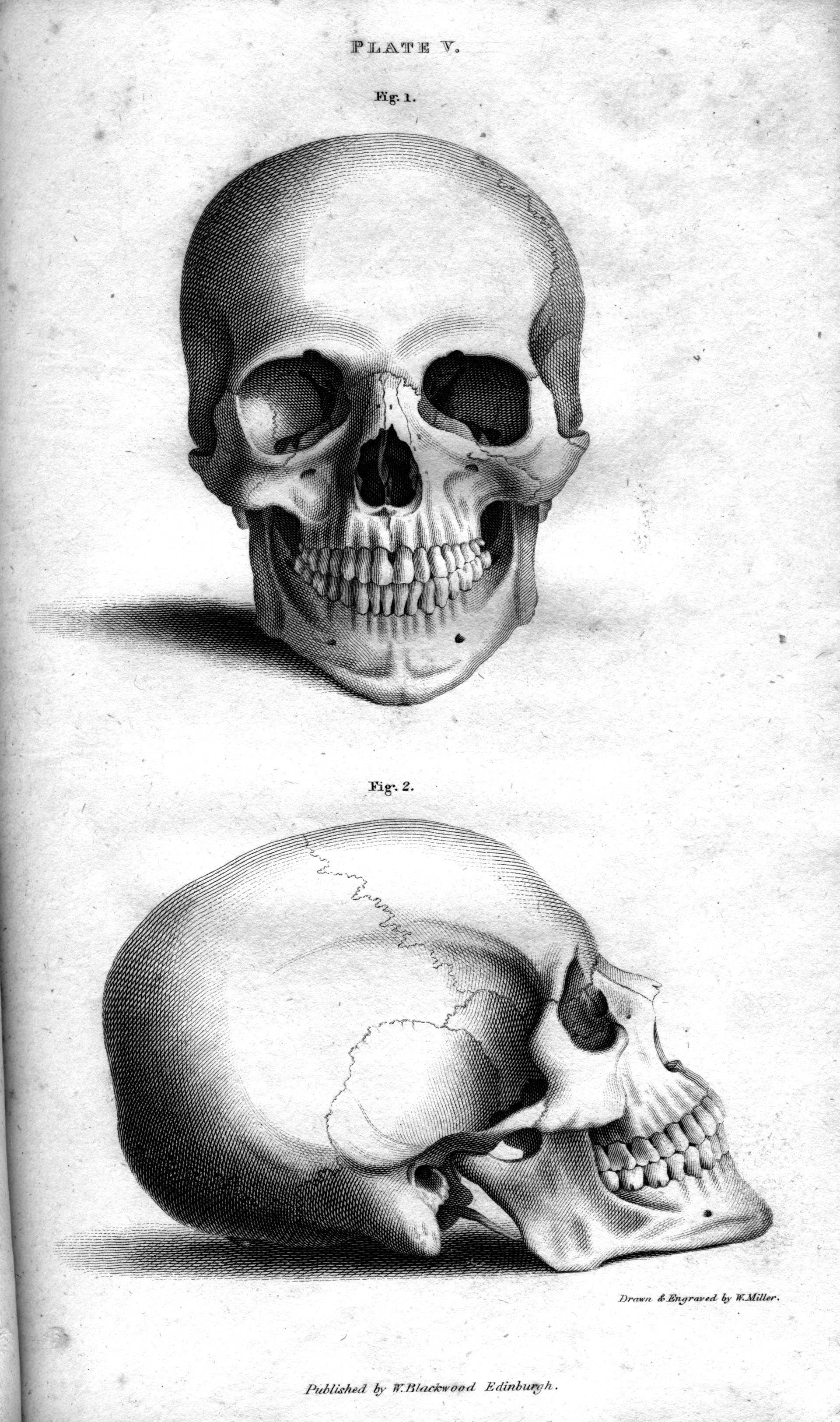 Human Skull engraving by